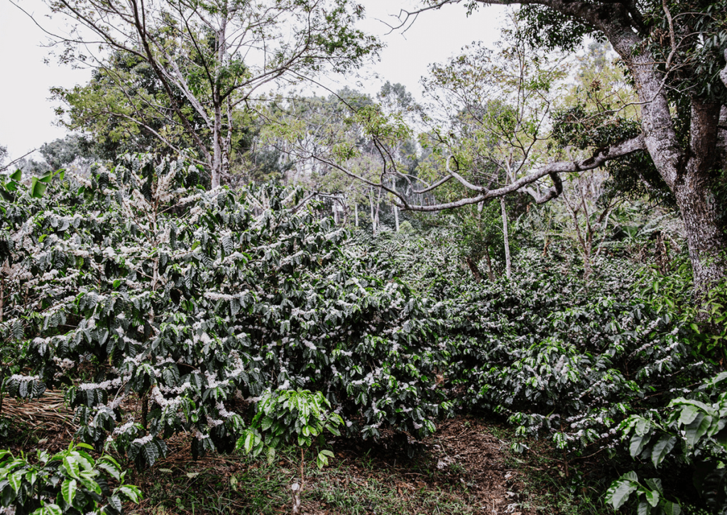 Cada cosecha es distinta: por qué la consistencia no es repetir