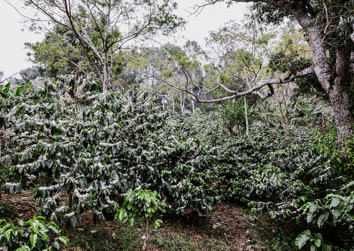 Cada cosecha es distinta: por qué la consistencia no es repetir