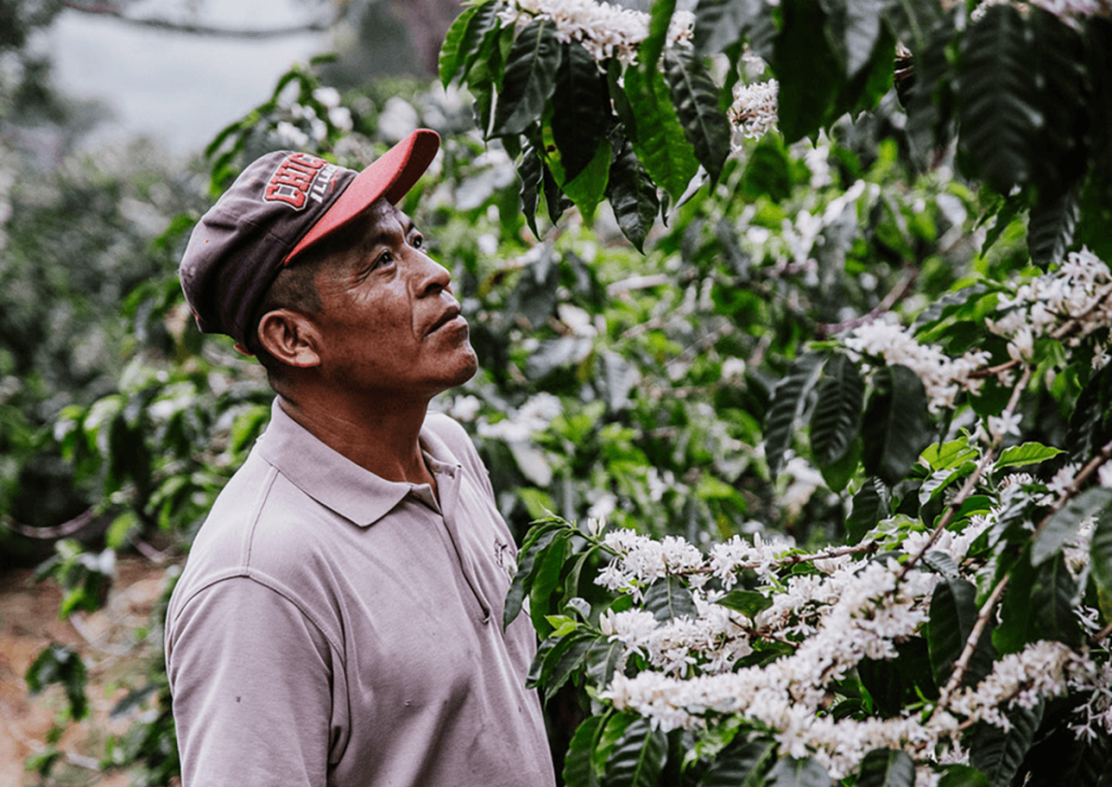El café no se corrige: se trabaja desde el origen