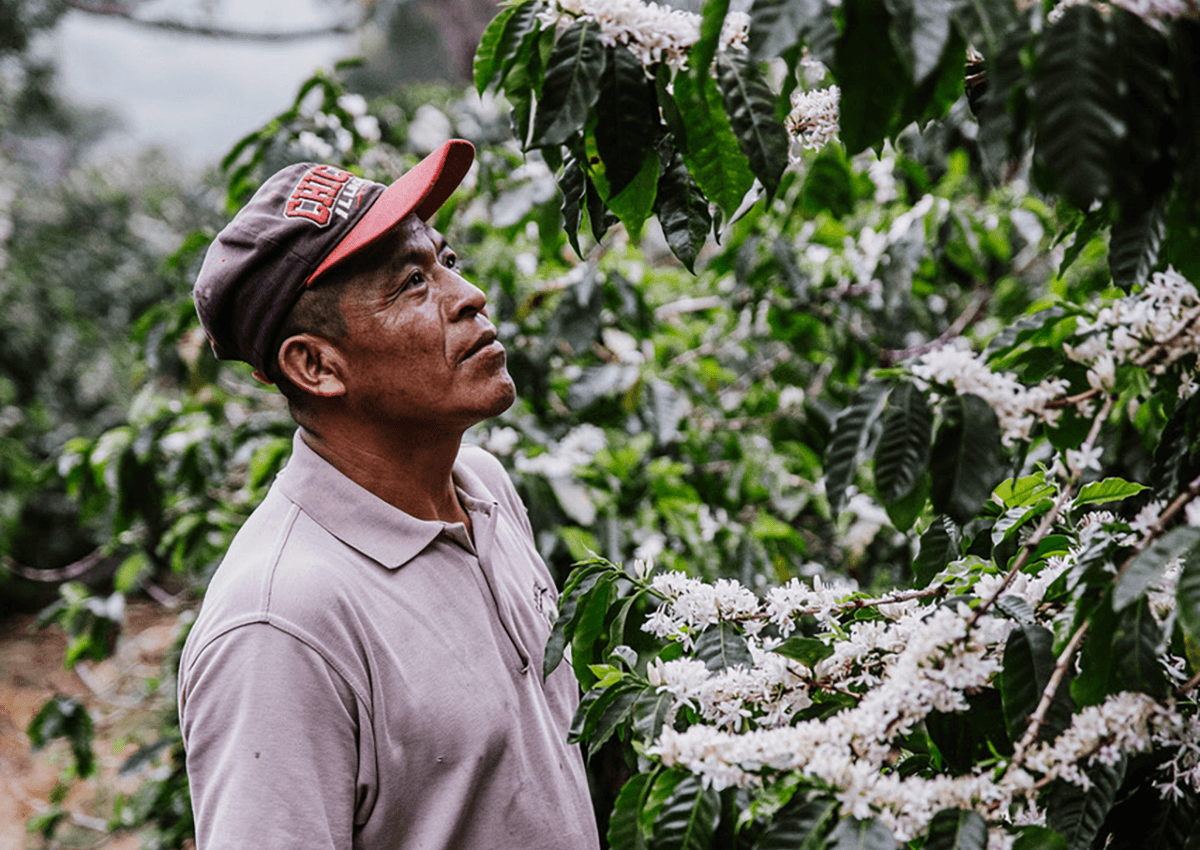 El café no se corrige: se trabaja desde el origen